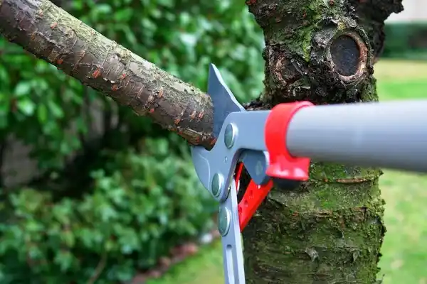 tree services San Sebastián